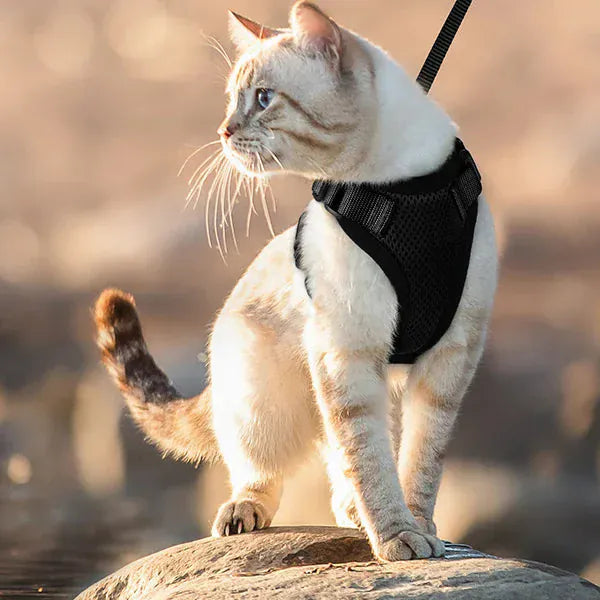 Breathable Orthopedic Cat Harness with Leash – view 4